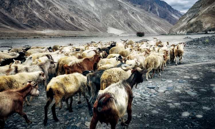 Changthang Wildlife Sanctuary - Places to Visit in Ladakh