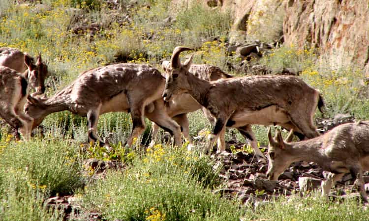 Hemis Wildlife Sanctuary - Places to Visit in Ladakh