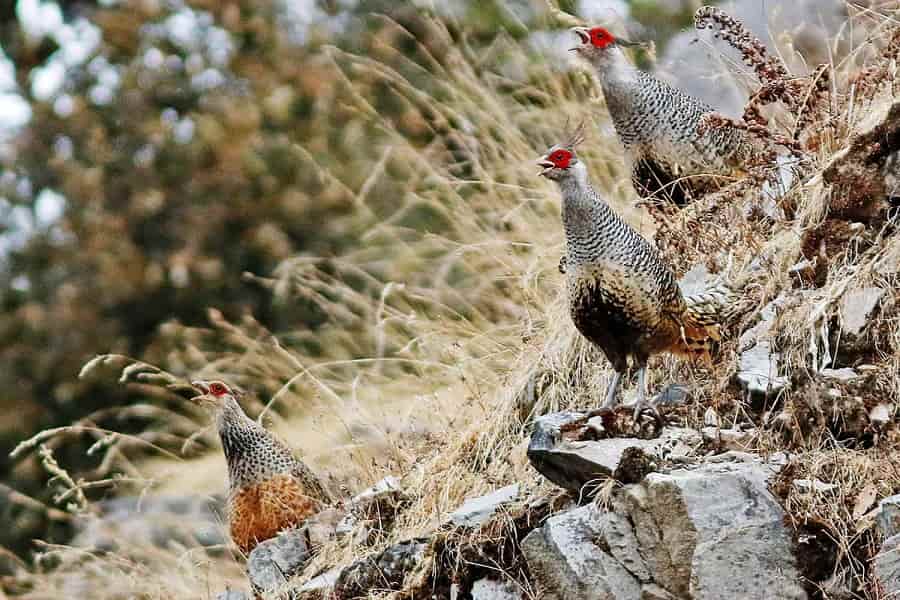 Kilbury Bird Sanctuary