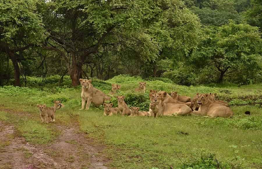 Gir National Park