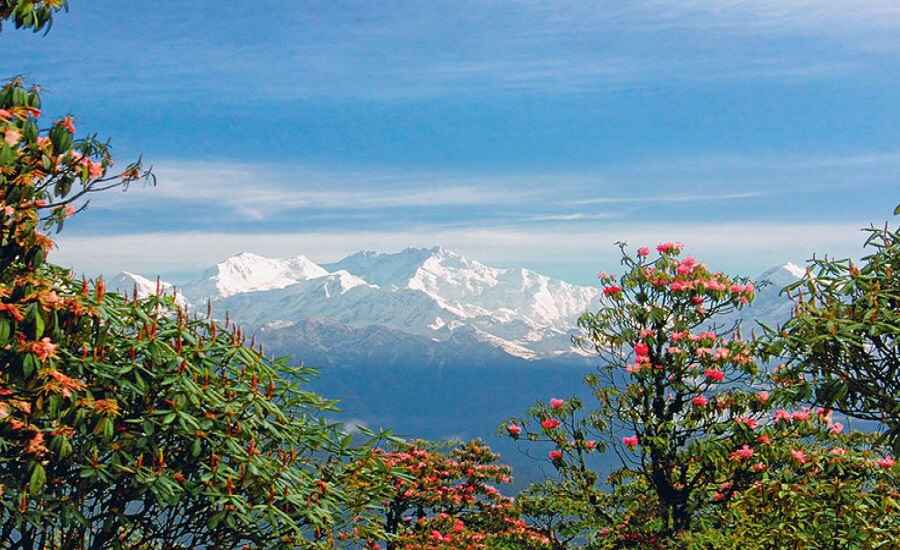 Barsey Rhododendron Sanctuary Trek 
