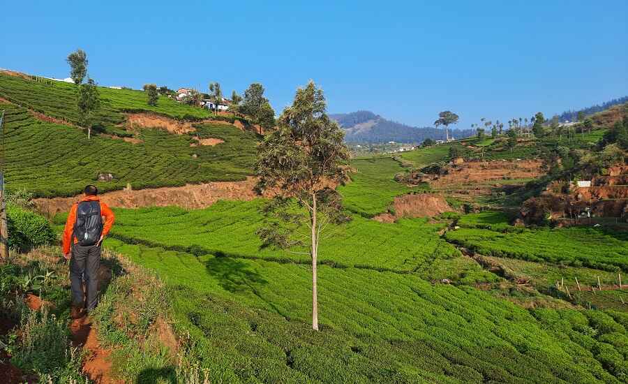 Nilgiri Hills Trek